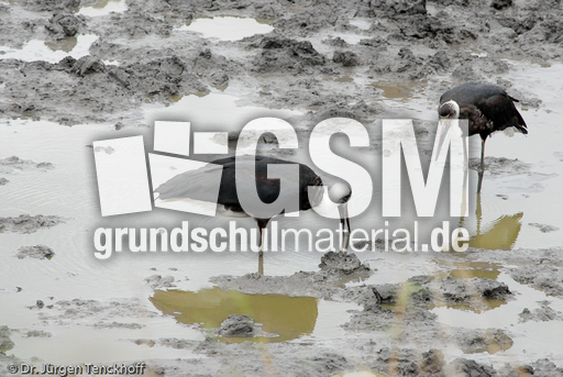 Wollhalsstorch (4 von 4).jpg